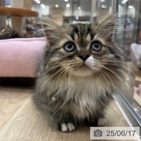 ミヌエットの写真