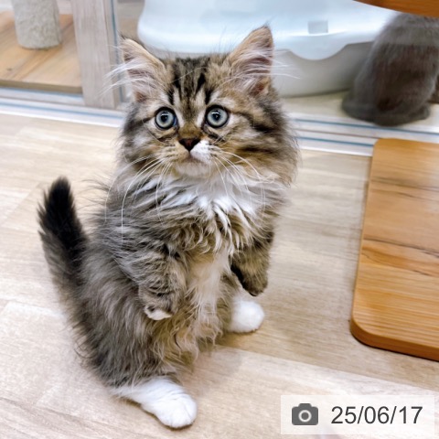 ミヌエットの写真