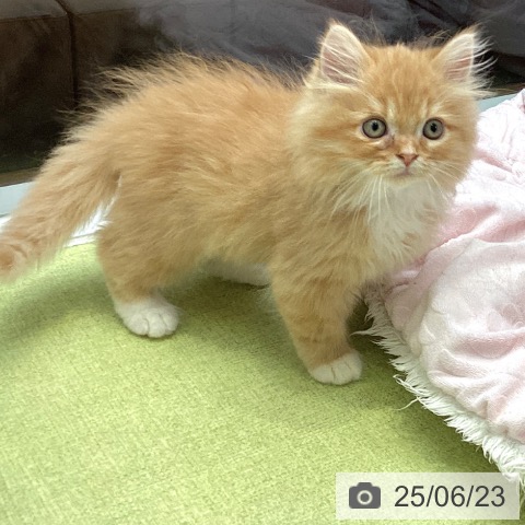 ラガマフィンの写真
