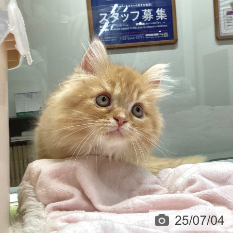 ラガマフィンの写真
