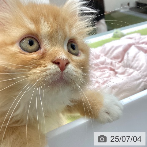 ラガマフィンの写真