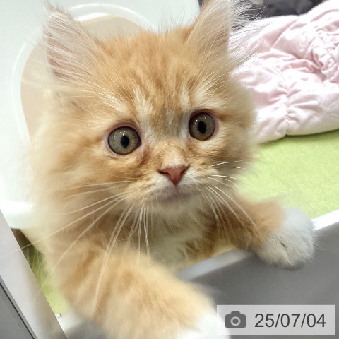 ラガマフィンの写真