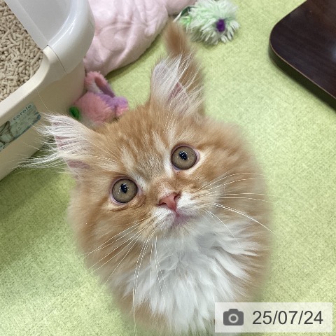 ラガマフィンの写真