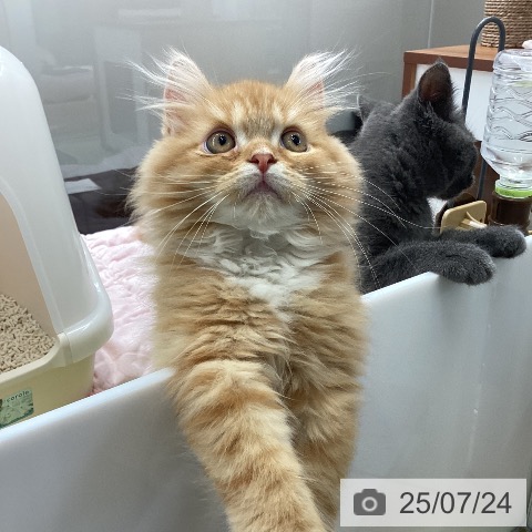 ラガマフィンの写真