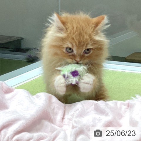 ラガマフィンの写真
