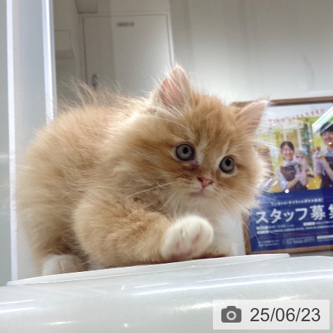 ラガマフィンの写真