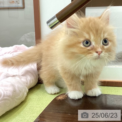 ラガマフィンの写真