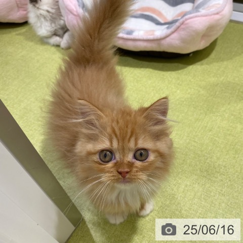 ラガマフィンの写真