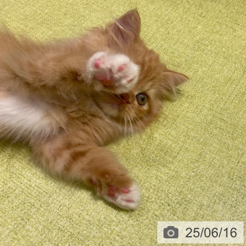 ラガマフィンの写真