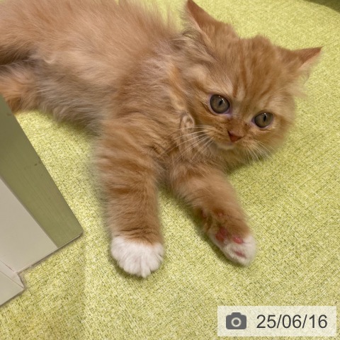 ラガマフィンの写真