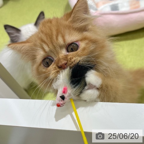 ラガマフィンの写真