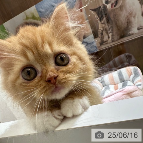 ラガマフィンの写真