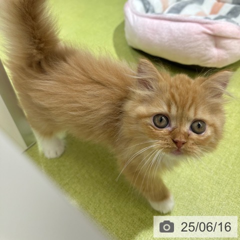 ラガマフィンの写真