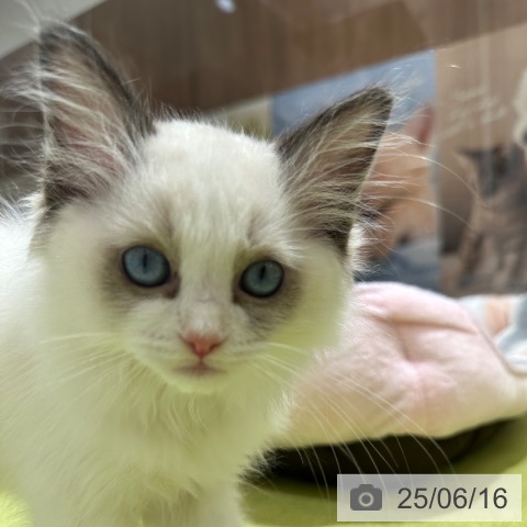 ラグドールの写真