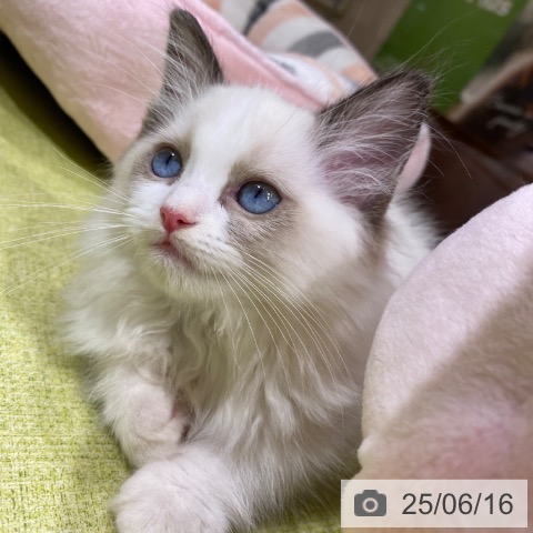 ラグドールの写真