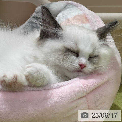 ラグドールの写真