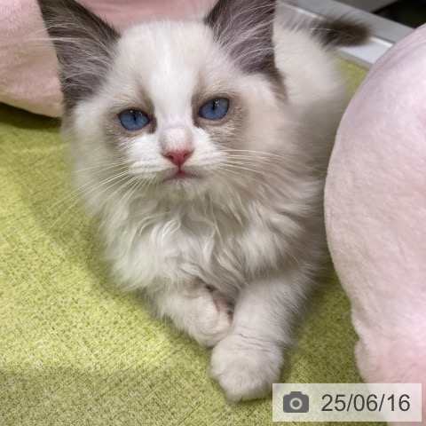 ラグドールの写真