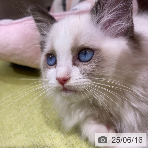 ラグドールの写真