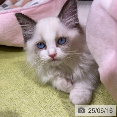 ラグドールの写真