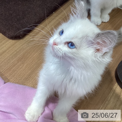 ラグドールの写真