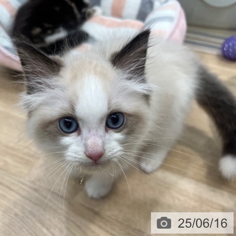 ラグドールの写真