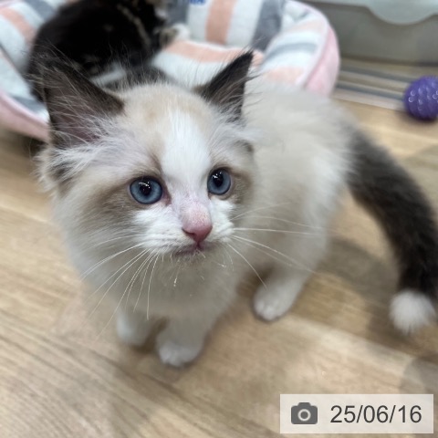 ラグドールの写真