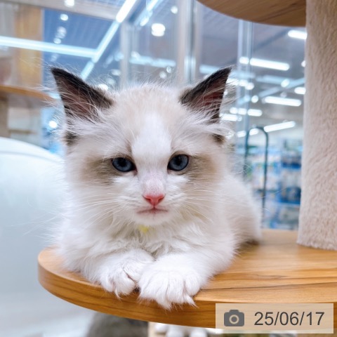 ラグドールの写真