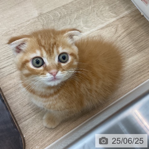 スコティッシュフォールドの写真