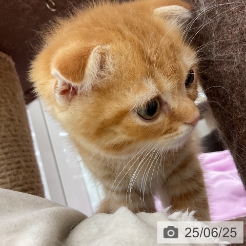 スコティッシュフォールドの写真