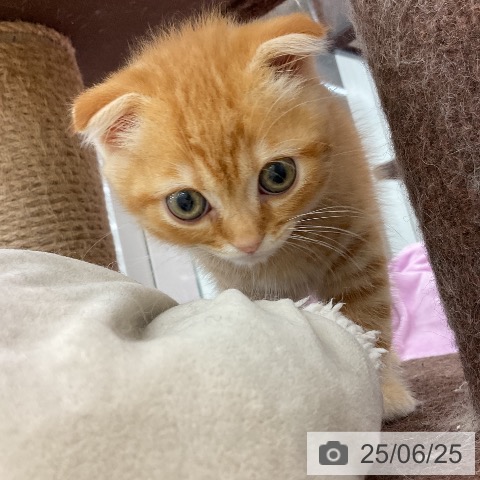 スコティッシュフォールドの写真