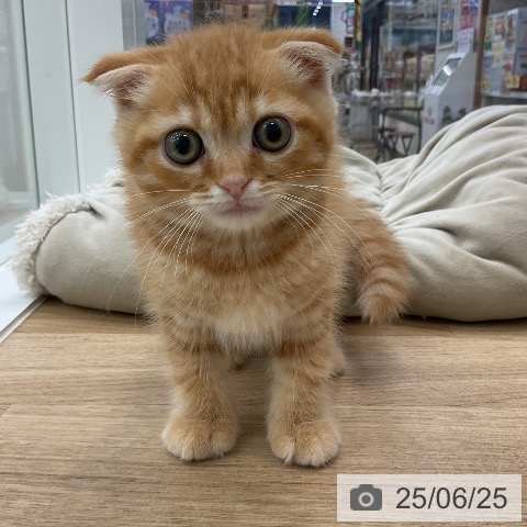 スコティッシュフォールドの写真