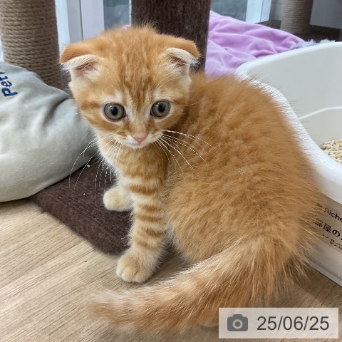 スコティッシュフォールドの写真