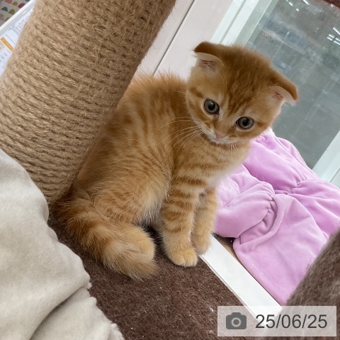 スコティッシュフォールドの写真