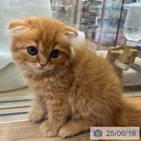 スコティッシュフォールドの写真