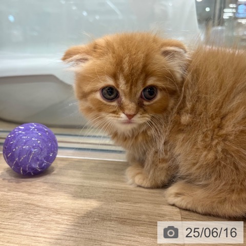 スコティッシュフォールドの写真