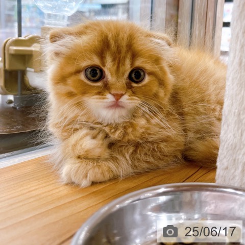 スコティッシュフォールドの写真