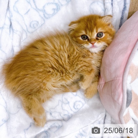 スコティッシュフォールドの写真