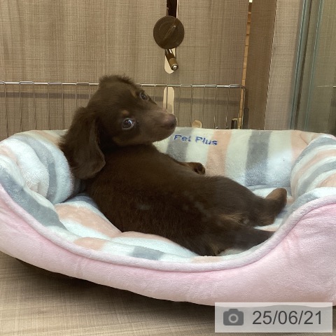 ミニチュア・ダックスフンドの写真