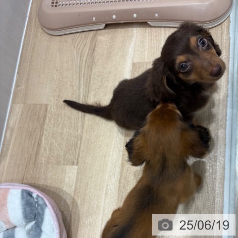 ミニチュア・ダックスフンドの写真