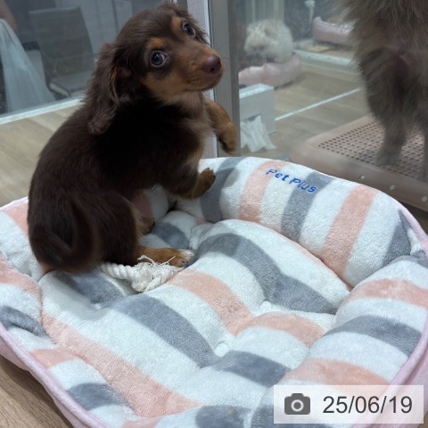 ミニチュア・ダックスフンドの写真