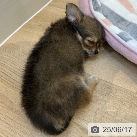 チワワの写真