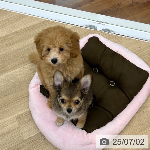 チワワの写真