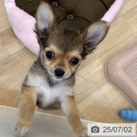 チワワの写真