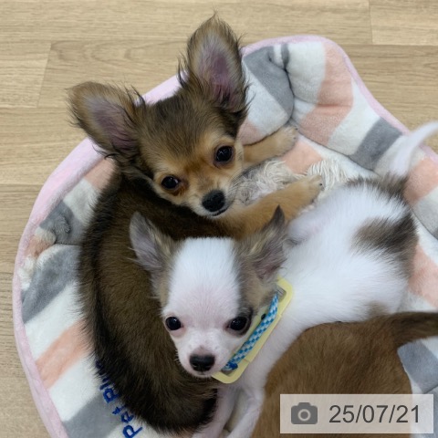 チワワの写真
