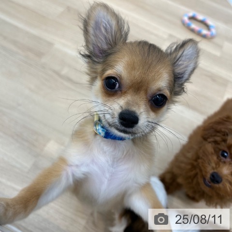 チワワの写真