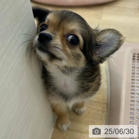 チワワの写真