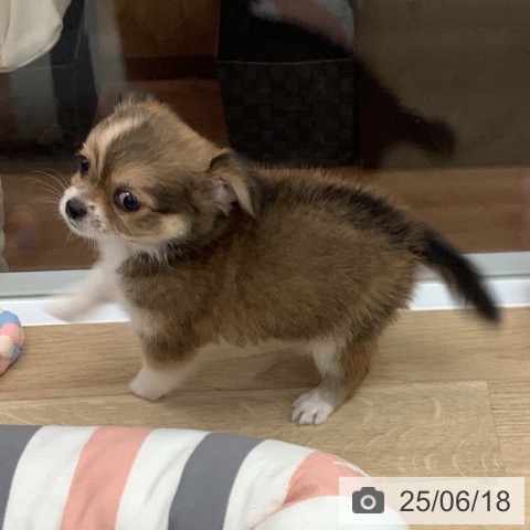 チワワの写真