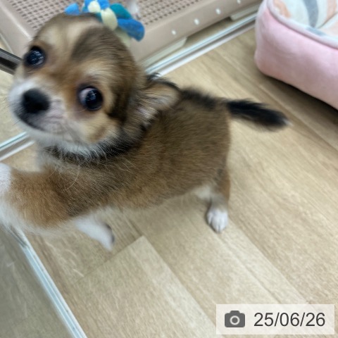 チワワの写真