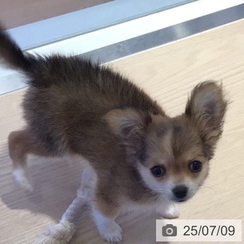 チワワの写真