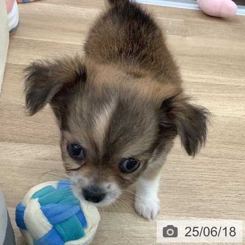 チワワの写真